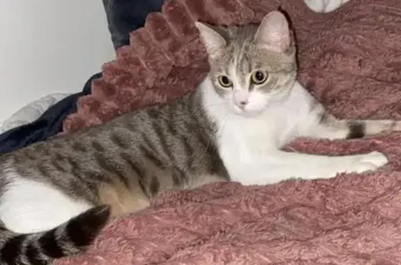 Chat perdu, Argenteuil, photo: Chat disparu Fille, Argenteuil (fl503690)