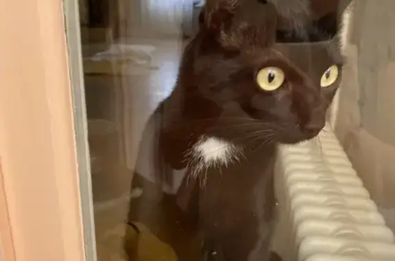 Animaux perdus Cognac, photo: Chat disparu Garçon, Cognac (fl503691)