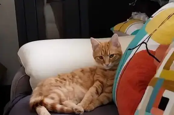 Animaux perdus , photo: Chat disparu (fl503692)