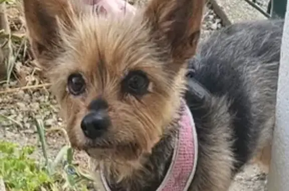 Chien trouvé Fille, Le Grau-du-Roi (ff503698) - photo