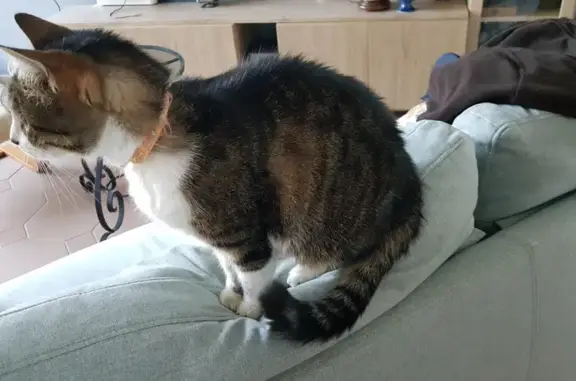 Chat trouvé Garçon, Jard-sur-Mer (ff503700) - photo