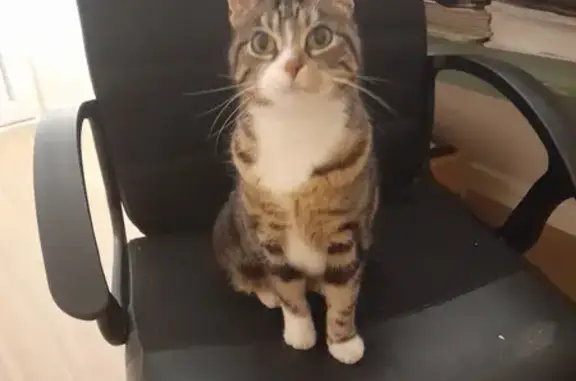 Chat trouvé Fille, Barentin (ff503708) - photo