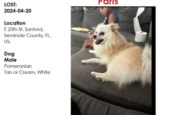 Missing dog, Sanford