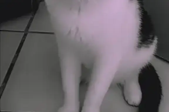 Animaux perdus Beaucourt, photo: Chat disparu Garçon, Beaucourt (fl503711)
