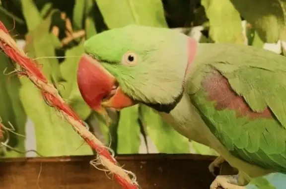 Missing Banjo: Chatty Alexandrine Parrot!