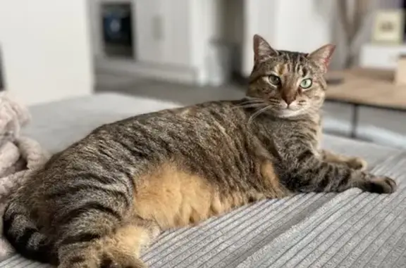 Animaux perdus Vay, photo: Chat disparu Fille, Vay (fl503715)