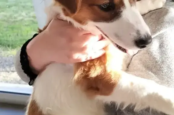 Chien trouvé Garçon, Quessoy (ff503721) - photo