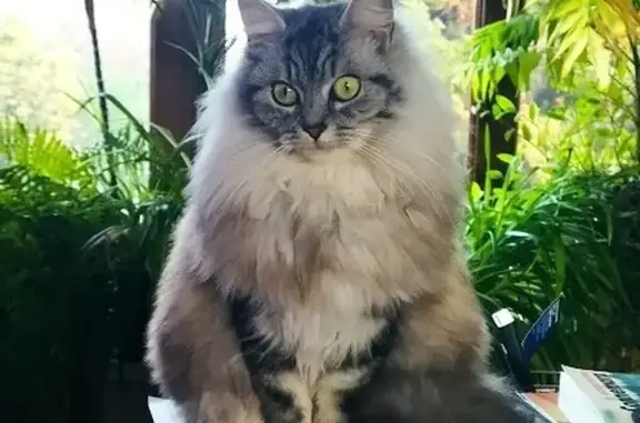 Animaux perdus Vigneux-sur-Seine, photo: Chat disparu Fille, Vigneux-sur-Seine (fl503726)