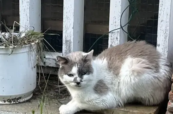Chat errant cherche famille - photo