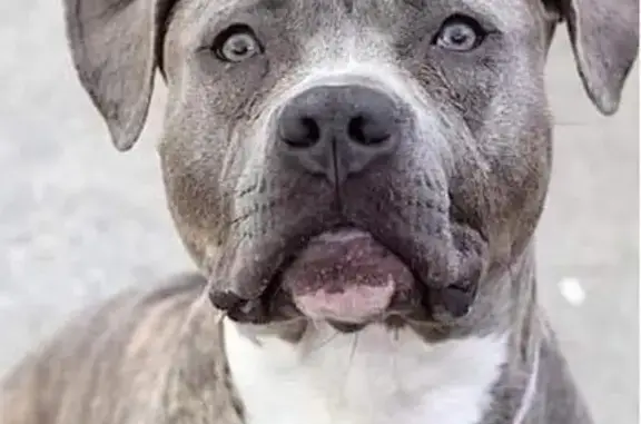 Lost and found pets , photo: Help Find Lost Dog on Maricopa Trail #14!