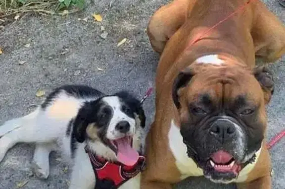 Animaux perdus , photo: Chiens Oscar & Tintin perdus