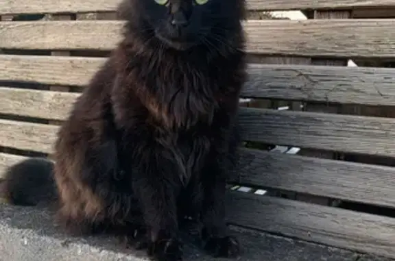 Chat perdu, Ambarès-et-Lagrave, photo: Chat noir perdu à Ambarès-et-Lagrave