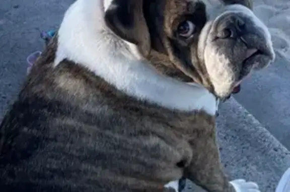 Male, desexed, Australian bulldog, brindle and white in colour, red collar, muscular build. Last seen at Gollan park in south coogee. Very friendly and road smart, he is 9 years old