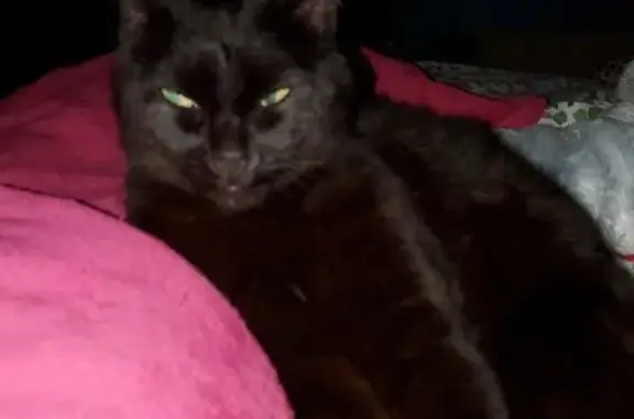 Chat noir blessé trouvé à Cherbourg - photo