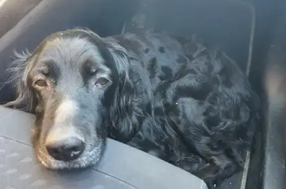 Chienne âgée retrouvée à Carbon-Blanc - photo