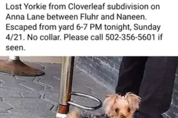 Lost Dog Alert: 1510 Anna Lane, Louisville!