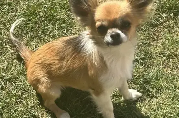Chien perdu , photo : Chihuahua tricolore perdu