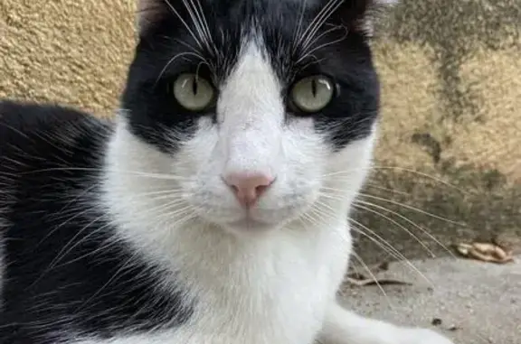 Animaux perdus Chambéry, photo: Chat noir et blanc perdu à Chambéry