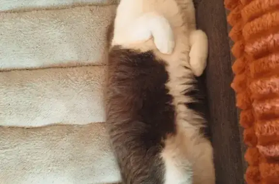 Animaux perdus , photo: Chat gris-blanc, queue courte perdu