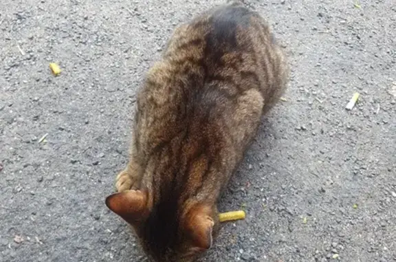 Chat tigré câlin trouvé à Cambrai - photo