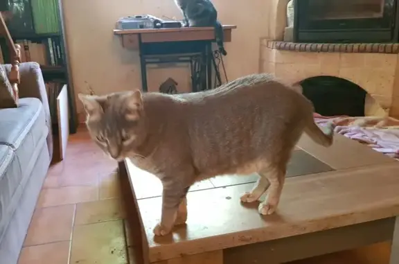 Chat perdu, Tourves, photo: Moumouche, chat gris perdu