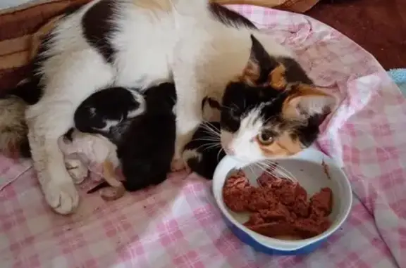 Chatte et 5 chatons trouvés - photo