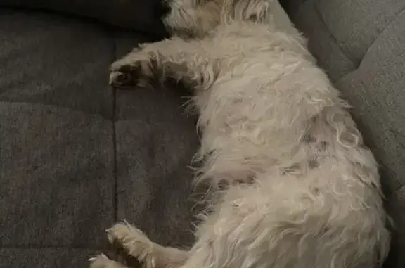 Bichon perdu à Vallauris - photo