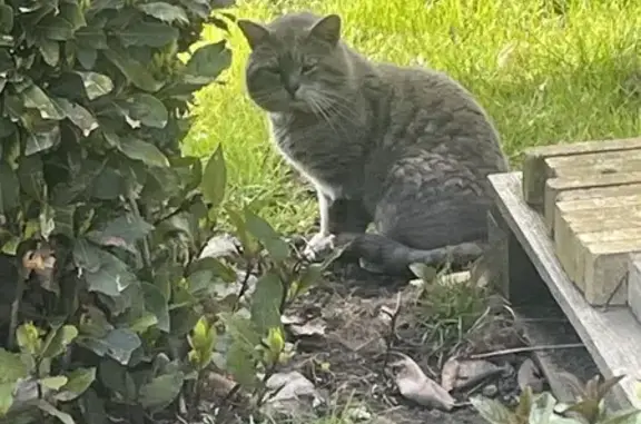 Chat gris perdu à Estreux - photo