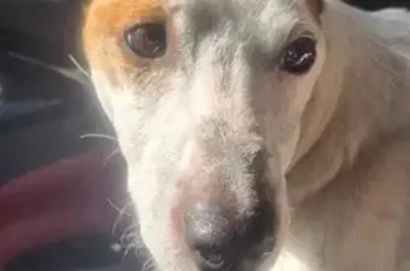 Jack Russell câlin trouvé à Armentières - photo