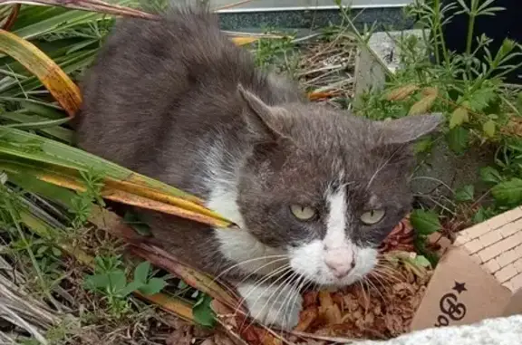 Chat gris-blanc perdu à Thouaré - photo