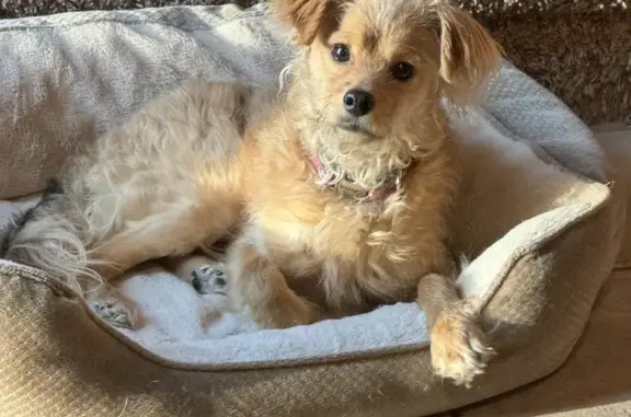 Lost Pup Alert: Young Tan Poodle Mix - Redford CT