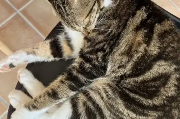 Animaux perdus Six-Fours-les-Plages, photo: Chatte tigrée perdue à Six-Fours
