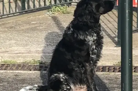Chienne perdue à Bastia vue - photo