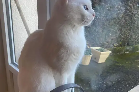 Animaux perdus Marcellaz-Albanais, photo: Chat blanc sourd perdu - Marcellaz