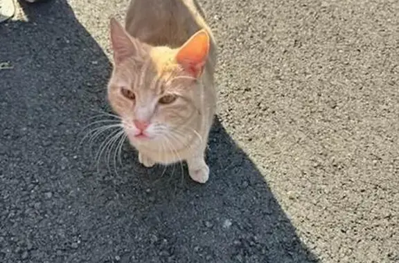 Chatte perdue jeune et maigre à Niort - photo