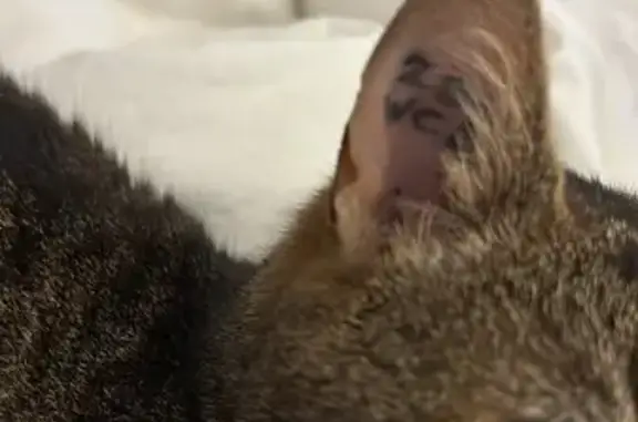 Animaux trouvés Trappes, photo: Chat Tigre Retrouvé à Trappes