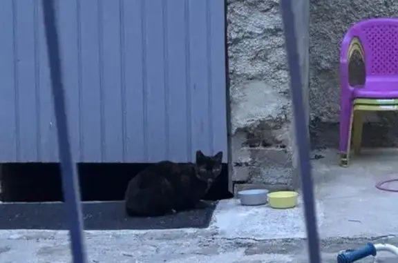 Chat noir/marron perdu - Aÿ - photo