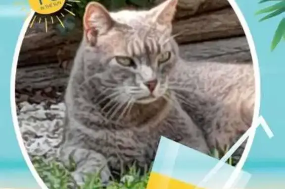 Chat perdu, Les Peintures, photo: Chatte âgée perdue - Malfar Sud