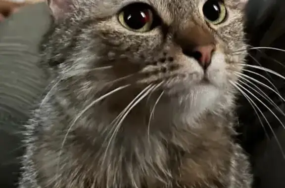 Chatte tigrée trouvée à Bourgoin - photo