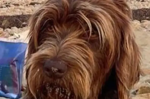 Chien perdu Wambrechies, photo : Chien griffon perdu à Wambrechies