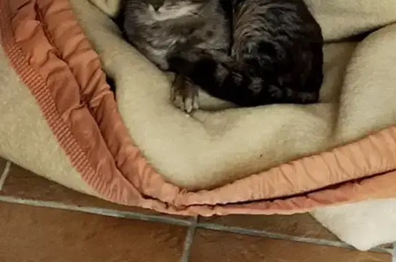 Chat tigré non castré trouvé - photo