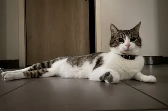 Chat blanc/tigré perdu à Figeac - photo
