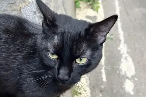 Chat câlin noir trouvé à Nevers - photo