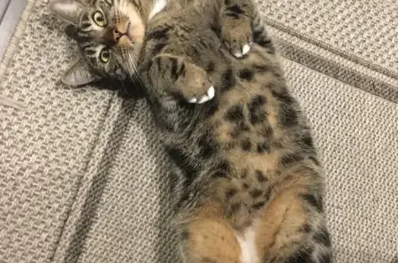 Animaux perdus , photo: Chatte tigrée perdue à Bastelicaccia