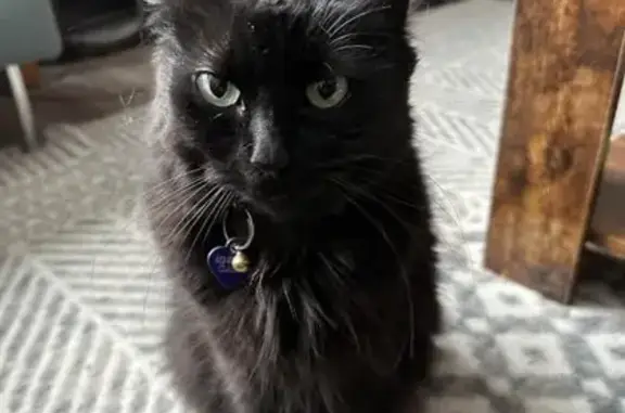 LOST DATE: 4/21/24
LOCATION: Saint Paul, MN (Saint Clair Ave & Cecelia Place)
GENDER: Spayed Female
AGE & SIZE: 7 years old & 8.4 lbs
FUR: Black (short hair)
WHAT HAPPENED: Tessa escaped her harness while out on a walk after she got spooked. She was wearing her collar. We were walking on St. Clair by Cecelia Place.
PURR-SONALITY: She’s friendly but can be shy around strangers. She’s typically an indoor kitty with outside privileges (which are going to be revoked now!). 
OTHER DETAILS - 
NAME: Tessa Rose
MICROCHIP #: 981020023177217
COLLAR: She had a rainbow collar with a purple heart tag on when she escaped.
CLAWS: She has claws and had a couple of purple claw caps on at the time of escape.
EYE COLOR: Green
CONTACT INFO: Claire at clairehorton97@gmail.com & 612-868-8318
ALTERNATIVE CONTACTS: Mary at 651-645-5903 or Simon at 612-804-8867