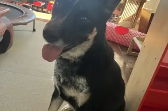 Found: Sweet Shepherd Mix in Thompson, OH!
