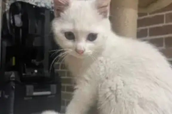 Lost White British Shorthair Cat - Melbourne