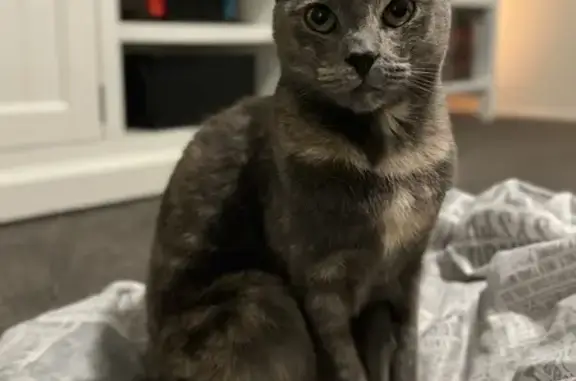 Lost Tortie Cat in Toowoomba - Help Find Her!