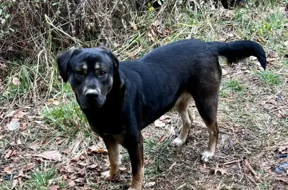 Help Find Beboo: Lost Mountain Cur Mix in Bryson City