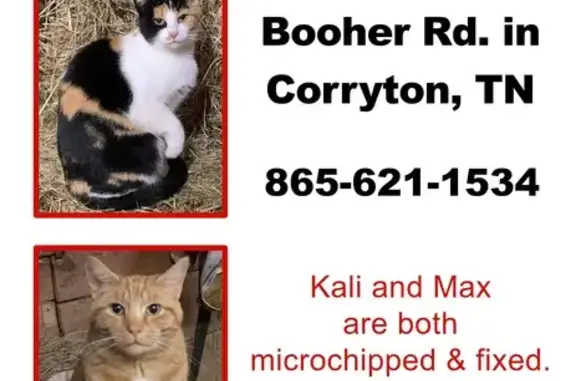 Lost Cats: Kali & Max near Booher Rd, Corryton!